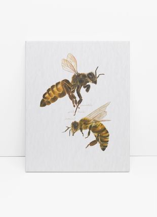 Al-Nahl | Honeybee